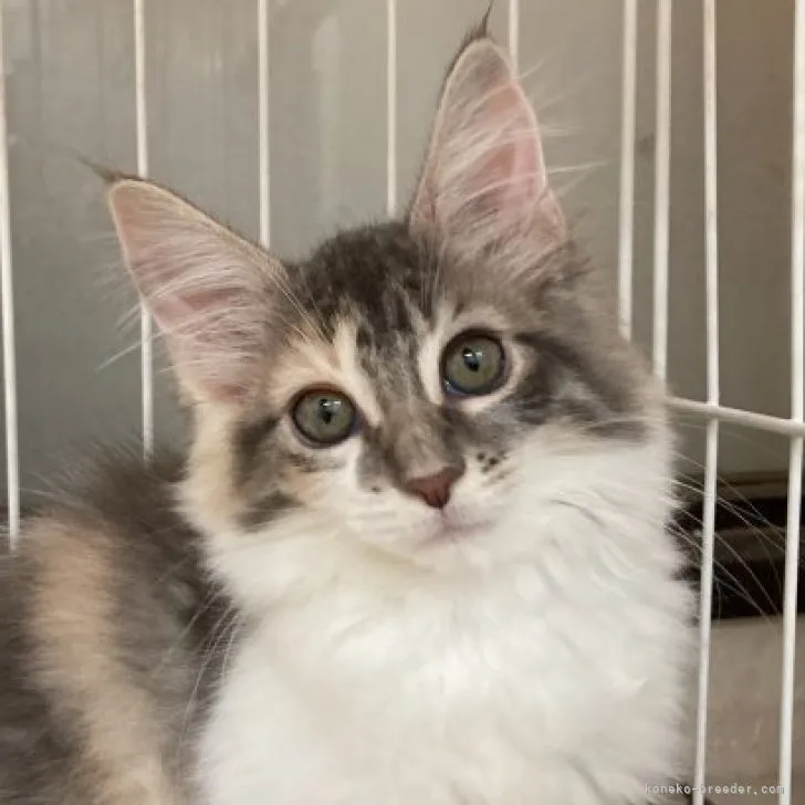 ID：2308-03032の子猫