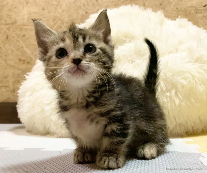 ID：2112-00932の子猫