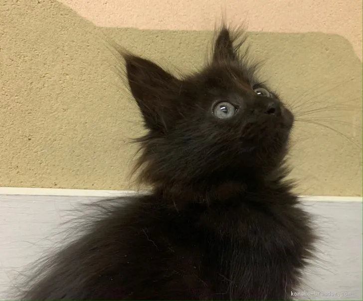 ID:2007-02100の子猫
