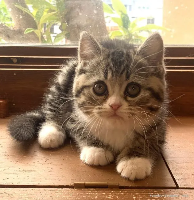 ID：2111-01613の子猫