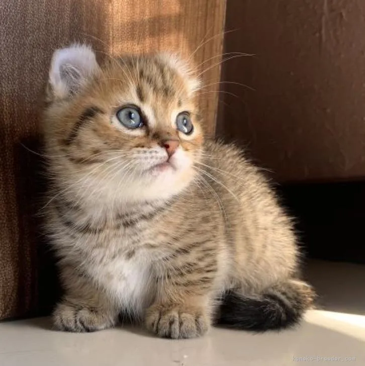 ID:2211-00492の子猫
