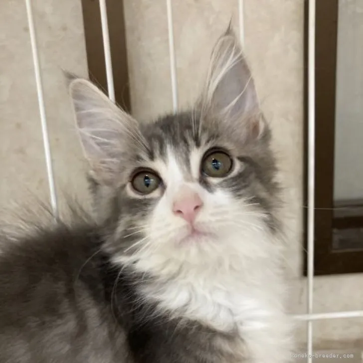 ID：2308-00897の子猫