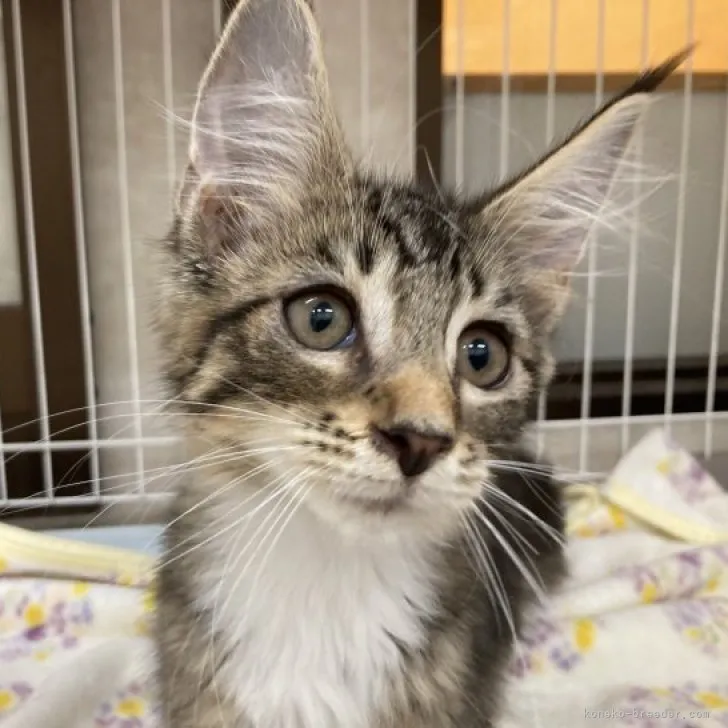 ID：2308-03026の子猫