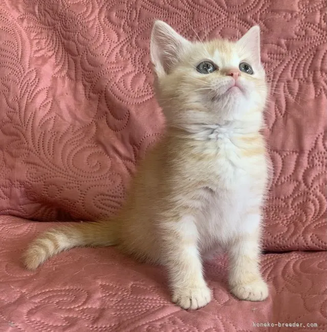 ID：2105-01966の子猫