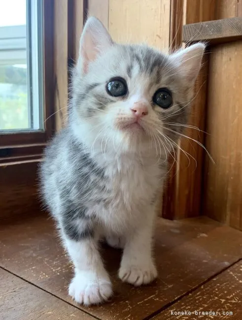 なーな 様のお迎えした子猫