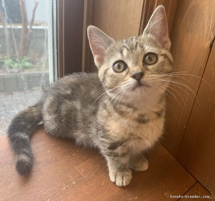ID：2202-02043の子猫