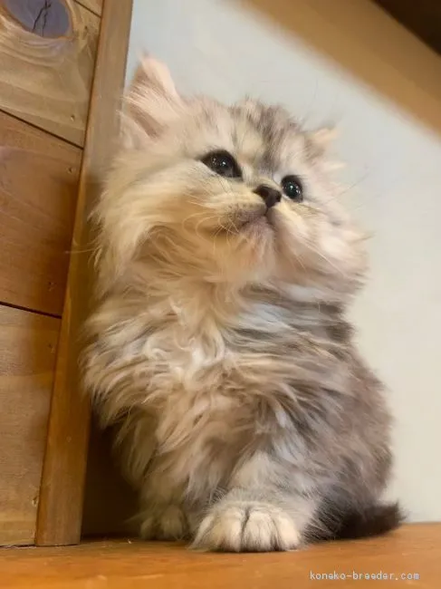 ビビエンメ 様のお迎えした子猫