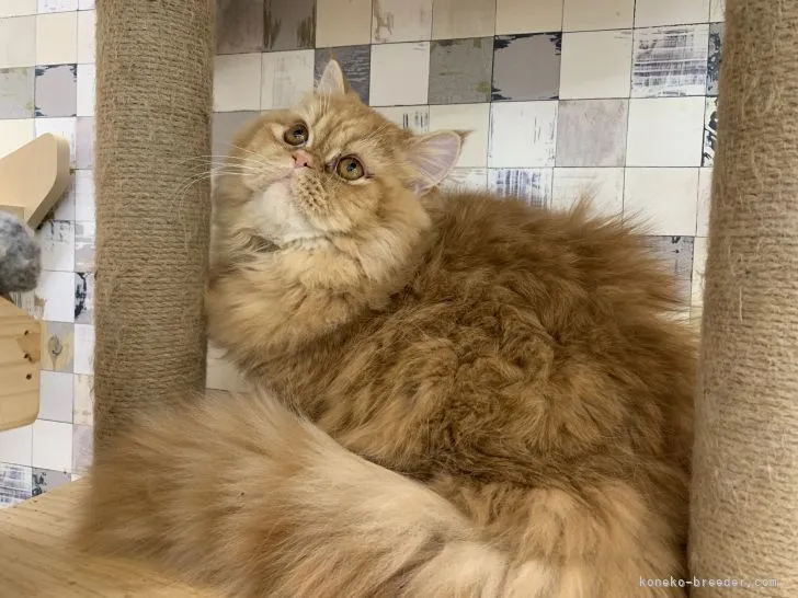 ID：2202-00320の子猫