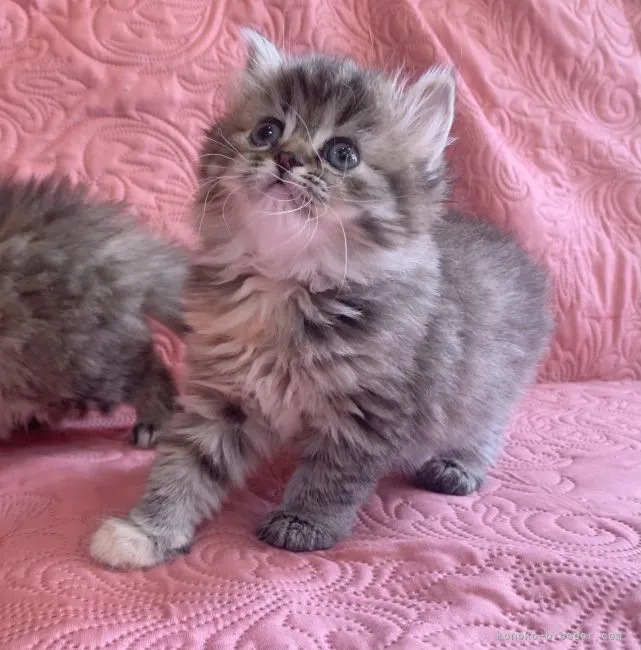 ID:2105-01669の子猫