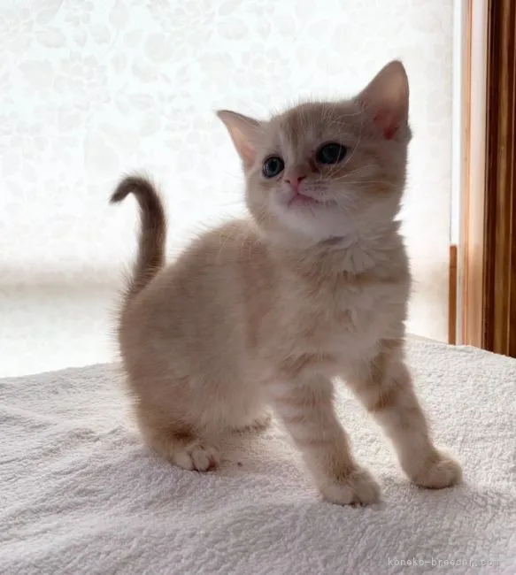 ID：2104-00166の子猫