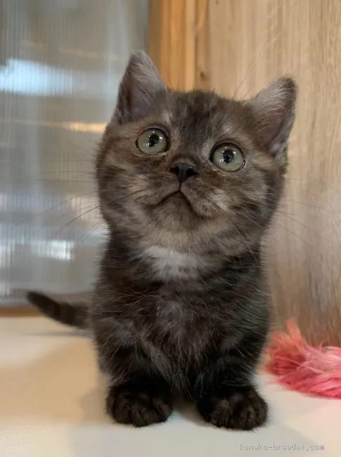 ID:2002-01467の子猫