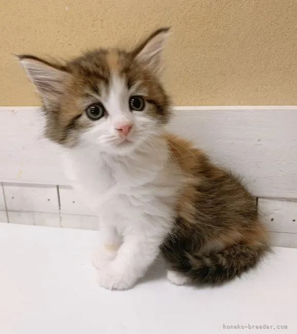 はり 様のお迎えした子猫