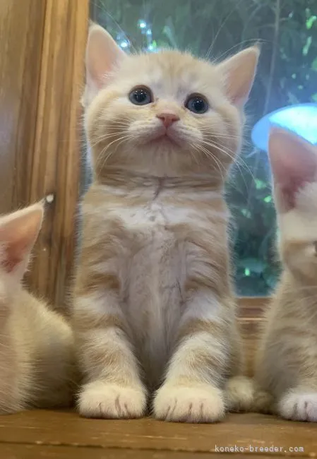 ID:2105-01992の子猫