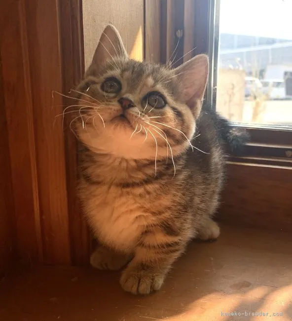 ID:2202-02045の子猫