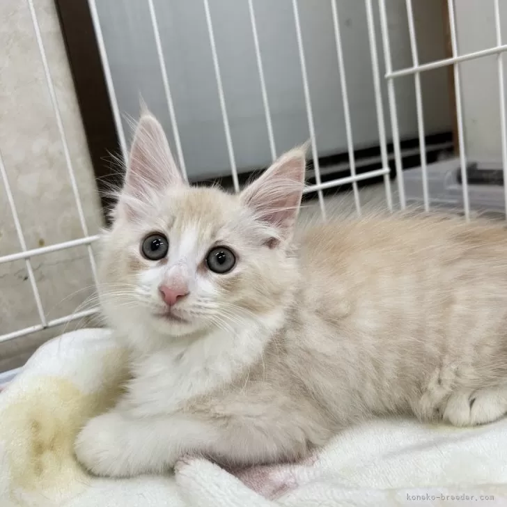 ID：2407-03462の子猫