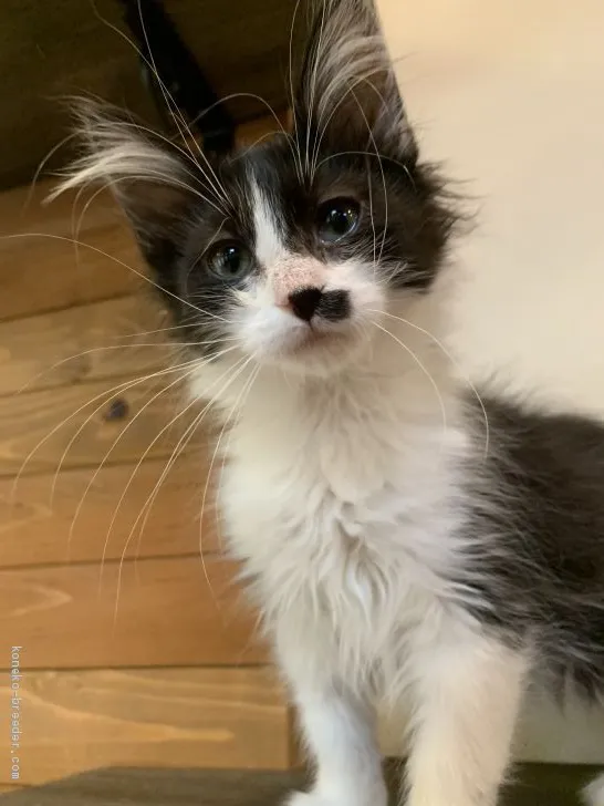 ID：2002-01299の子猫