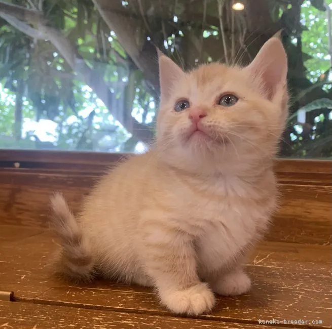 ID:2105-01990の子猫