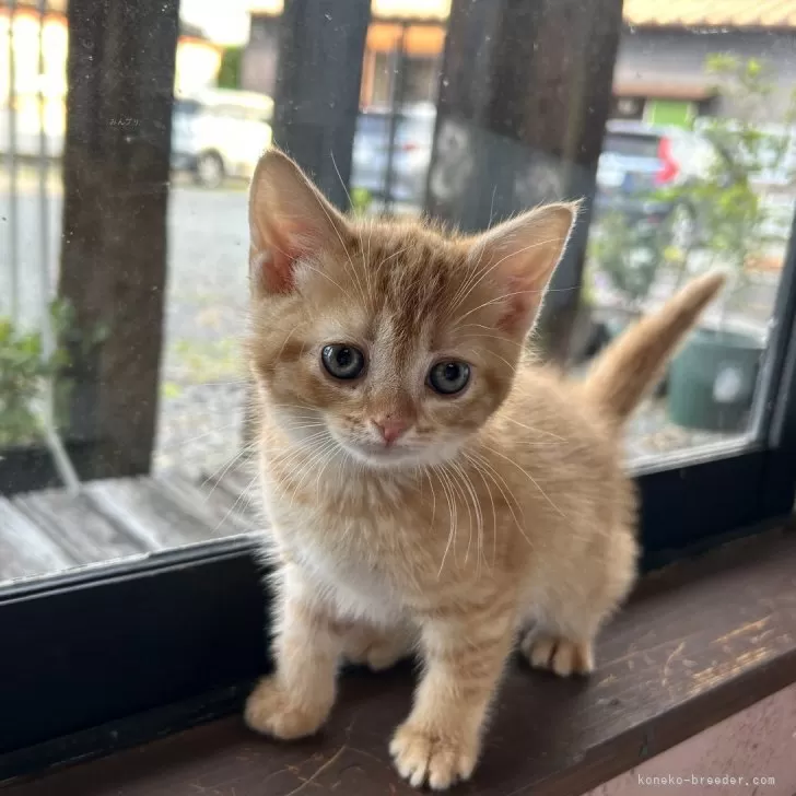ID:2405-02747の子猫