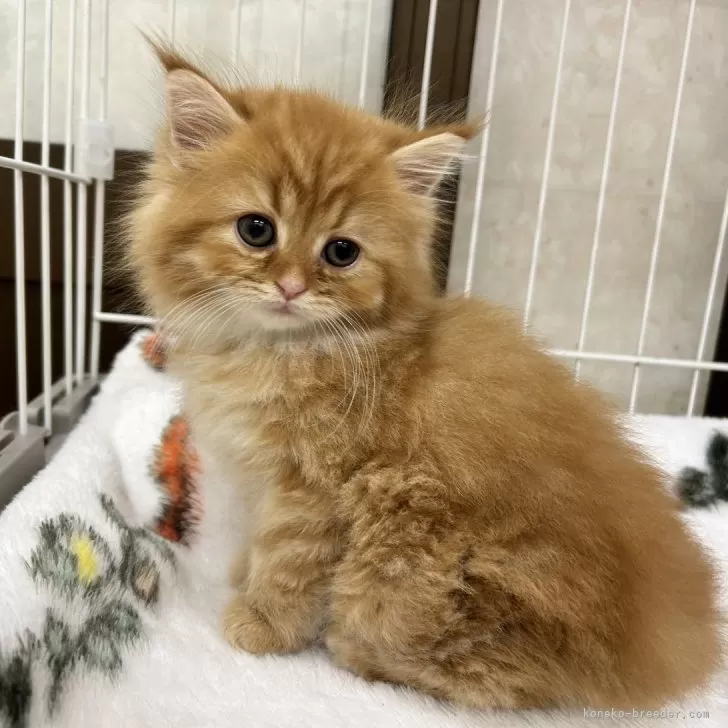 ID：2407-00803の子猫