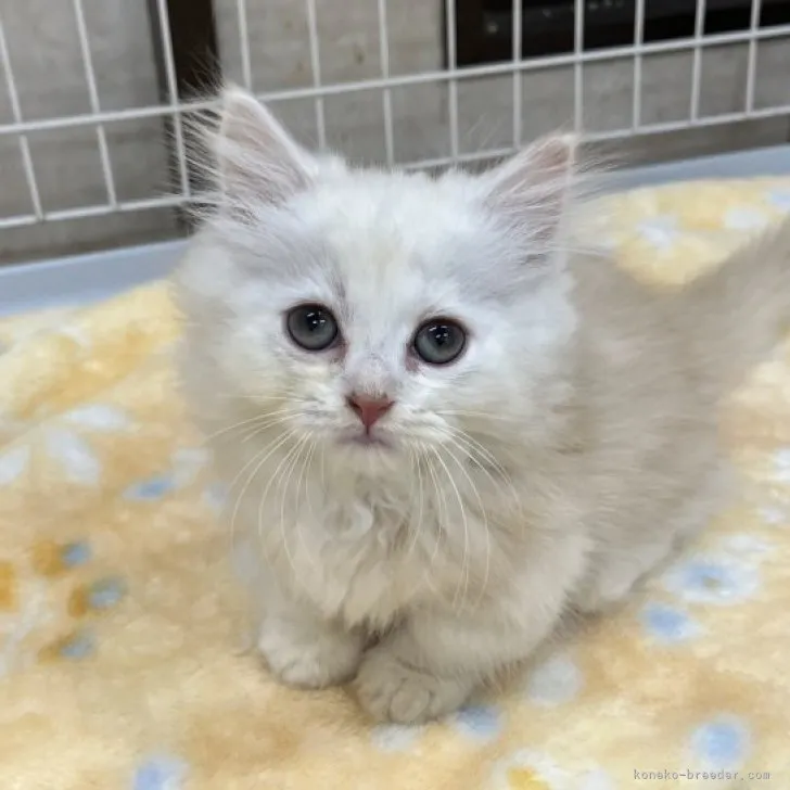 ID:2307-02453の子猫
