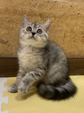 ミヌエット【栃木県・女の子・2021年6月15日・シルバーパッチドタビー（密でもこもこ）】の写真「丸い顔と丸いおめめ❤」