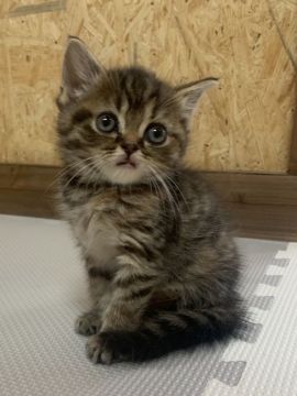 マンチカン(長足)【栃木県・女の子・2021年7月18日・ブラウンパッチドタビー（もこもこ）】の写真「まんまるのお顔✨」