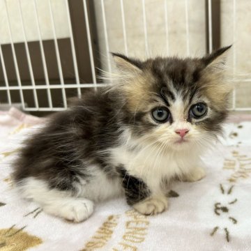 ミヌエット(短足)【栃木県・女の子・2024年6月22日・ブラウンタビー&ホワイト】の写真「おっとりマイペースな女の子💕」