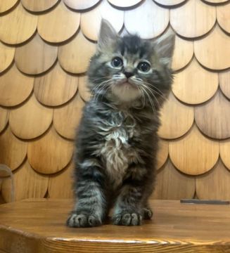 マンチカン(長足)【栃木県・男の子・2021年10月20日・ブラウンクラシックタビー（柔らかい）】の写真「キレイなタビー✨」