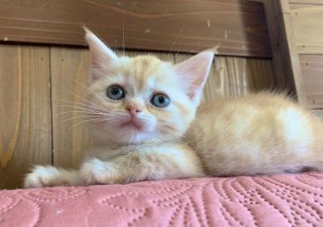 マンチカン(長足)【栃木県・女の子・2021年4月11日・レッドタビー（柔らかく密）】の写真「小さいお耳」