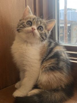 マンチカン(長足)【栃木県・女の子・2021年9月20日・ブラウンパッチドタビーアンドホワイト（密でもこもこ）】の写真「ぱっちりしたおめめ✨」