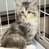 メインクーン【栃木県・女の子・2023年12月3日・シルバーパッチドタビー&ホワイト】の写真1