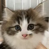 マンチカン(長足)【栃木県・女の子・2023年7月15日・ブラウンタビー&ホワイト】の写真1