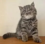 エキゾチックショートヘア【栃木県・男の子・2020年10月20日・ブラウンタビー】の写真1