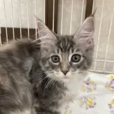 メインクーン【栃木県・女の子・2023年5月5日・シルバーパッチドタビー&ホワイト】の写真1