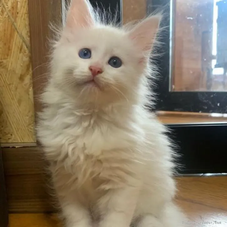 ID：2207-00055の子猫