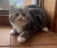 マンチカン(長足)【栃木県・女の子・2021年9月20日・ブラウンクラシックタビーアンドホワイト】の写真2