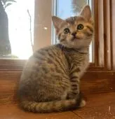 マンチカン(長足)【栃木県・女の子・2022年1月9日・】の写真2