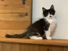 メインクーン【栃木県・男の子・2019年12月18日・ブラックアンドホワイト】の写真2