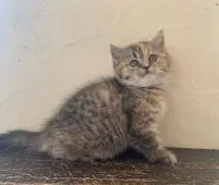 ミヌエット【栃木県・女の子・2021年11月9日・ブラウンパッチドタビー】の写真3