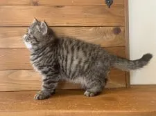 エキゾチックショートヘア【栃木県・男の子・2020年10月20日・ブラウンタビー】の写真4