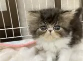 エキゾチックロングヘア【栃木県・男の子・2023年7月2日・】の写真4