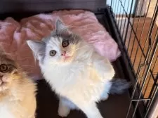 マンチカン(長足)【栃木県・男の子・2025年7月24日・ブルー&ホワイト】の写真3