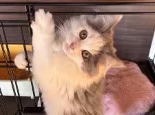 マンチカン(長足)【栃木県・男の子・2025年7月24日・ブルー&ホワイト】の写真2