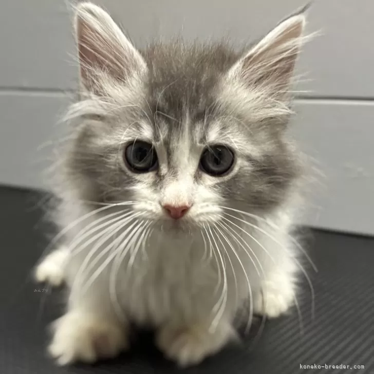 ID：2504-00211の子猫