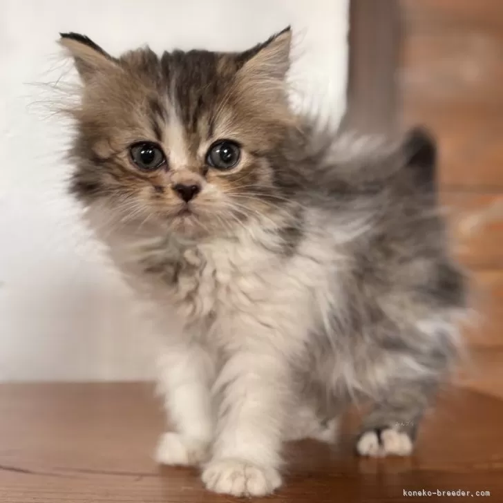 アメリカンカール【栃木県・女の子・2025年9月20日・ブラウンタビー&amp;ホワイト】の写真1