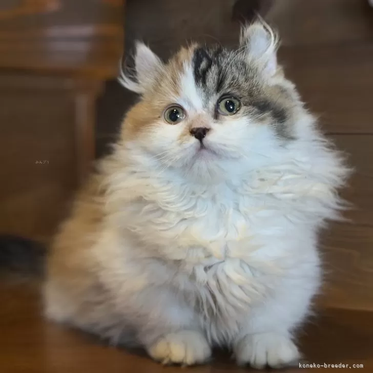 ID:2501-00743の子猫