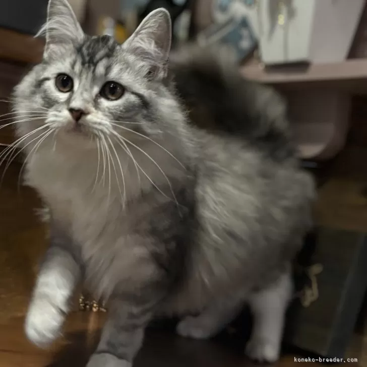 ID：2410-01310の子猫