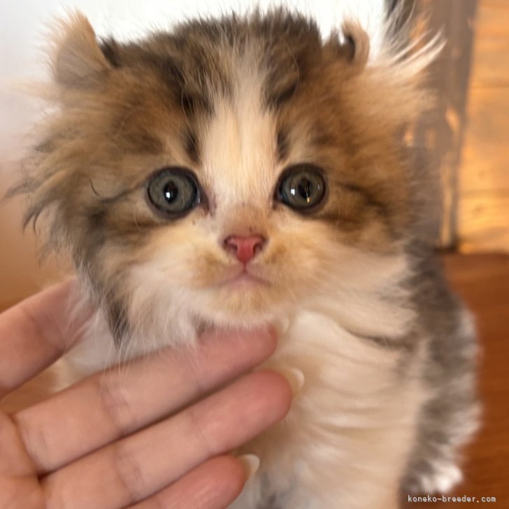 ブリーダー画像