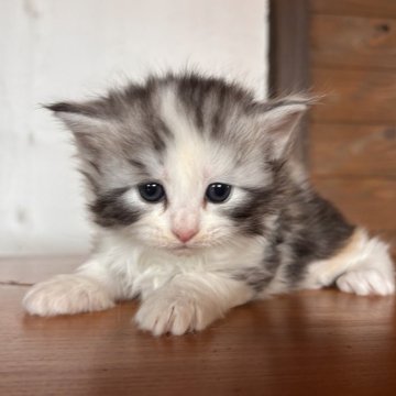 メインクーン【栃木県・女の子・2025年10月10日・ダイリュートキャリコ】の写真「美人さん💖」