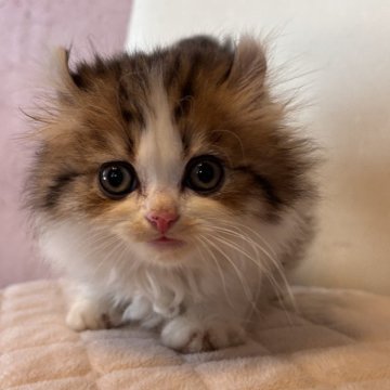 アメリカンカール【栃木県・男の子・2025年9月20日・ブラウンタビー&ホワイト】の写真「可愛いお顔💖」